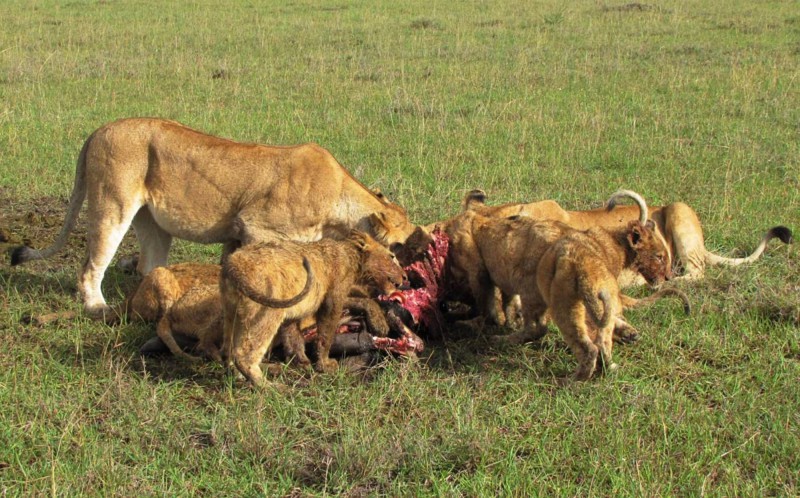 Lvi si právě ulovili oběd.