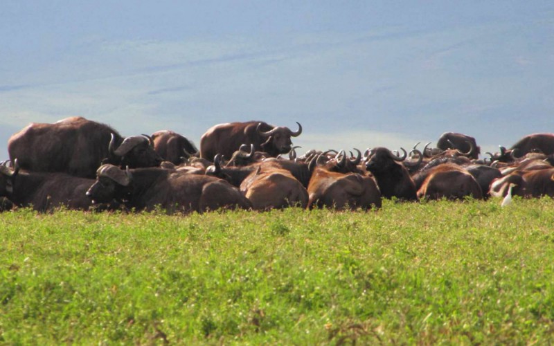 Bůvoli na dně kráteru Ngorongoro.