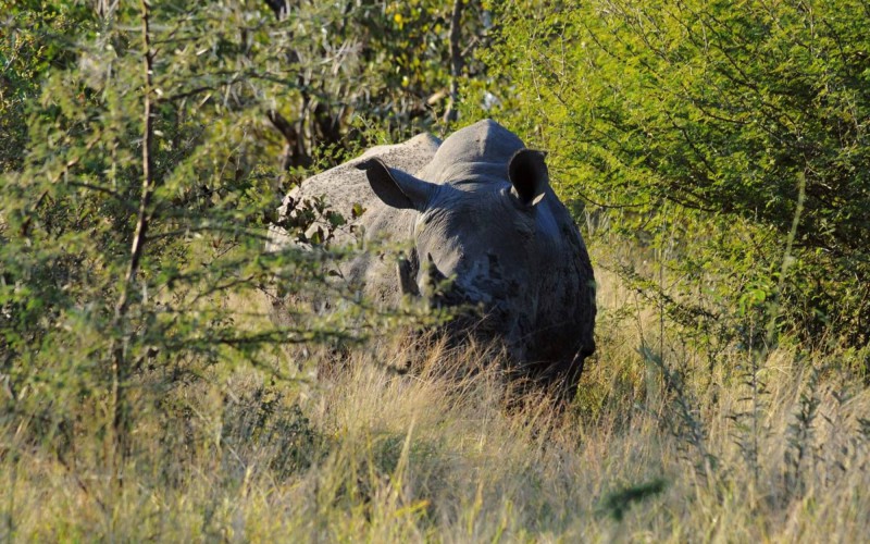Nosorožec širokohubý v národním parku Kruger.