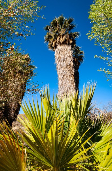 Kaktus v Joshua Tree National Park.