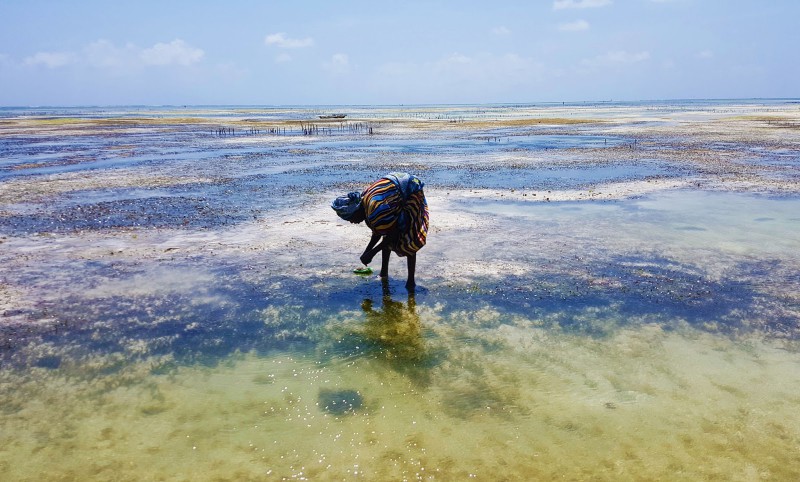 Odlivy na Zanzibaru