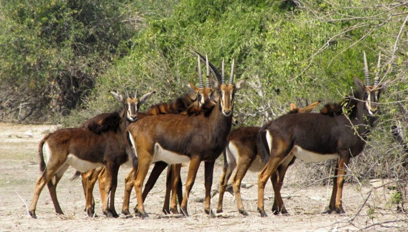 Vzácné antilopy vrané v Chobe.