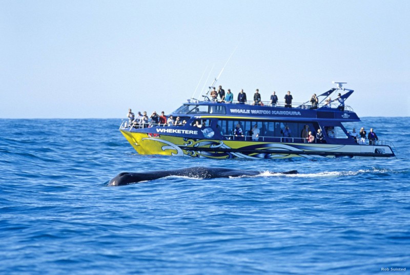 Výletní loď na pozorování velryb a velryba ve vodě v Kaikouře.