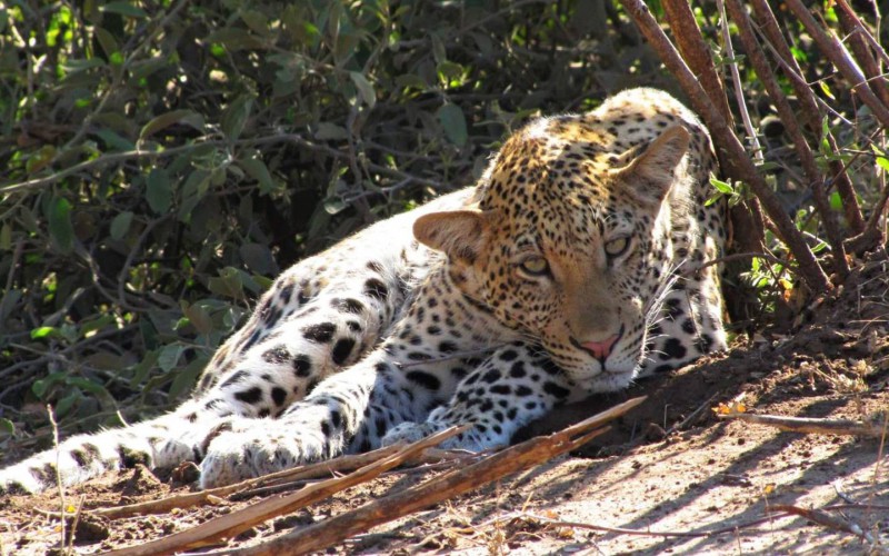 Leopard při odpočinku.