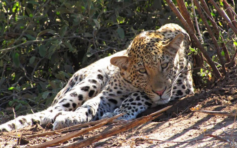 Leopard při odpočinku.