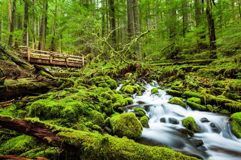 Sol Duc Falls Trail.