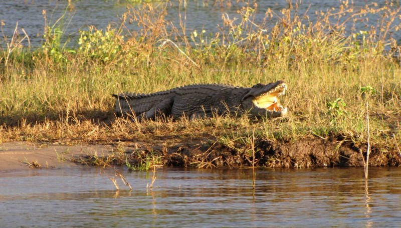 Největší zabiják v Africe, krokodýl, čeká u vody.