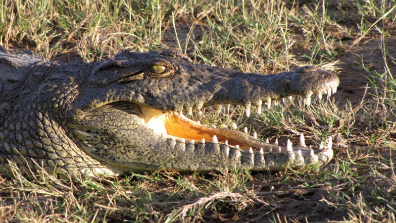 Bolívie, jižní amerika, krokodýl