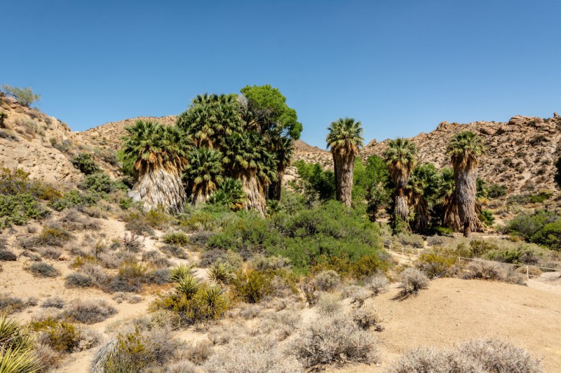 Cottonwood Spring.