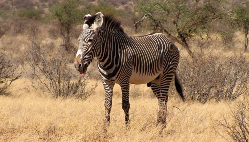 Zebra Grévyho je největší a zároveň s nejjemnějším pruhováním.