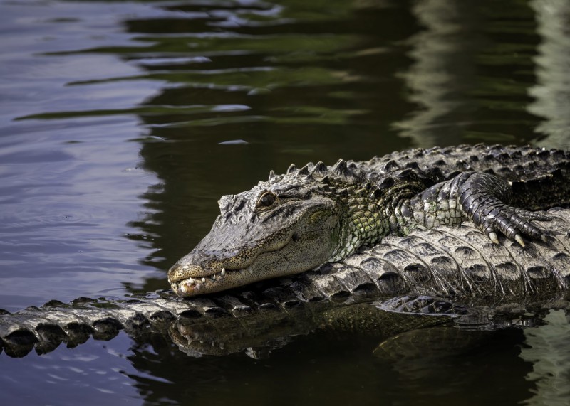Aligátor na Floridě v Gatorlandu.