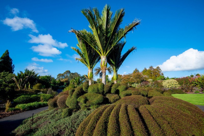 Botanická zahrada v Aucklandu.