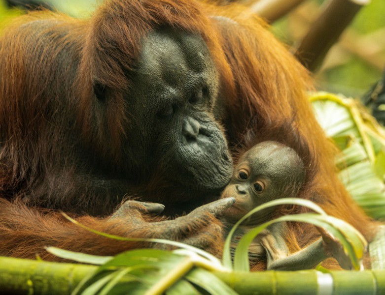 Rodina orangutanů v aucklandské ZOO.