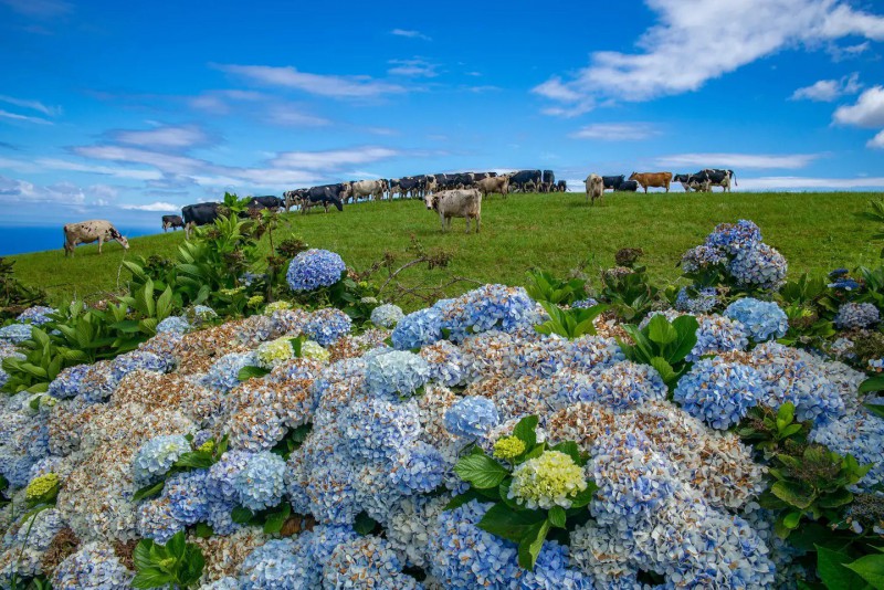 Modré hortenzie a pasoucí se krávy na Azorech.