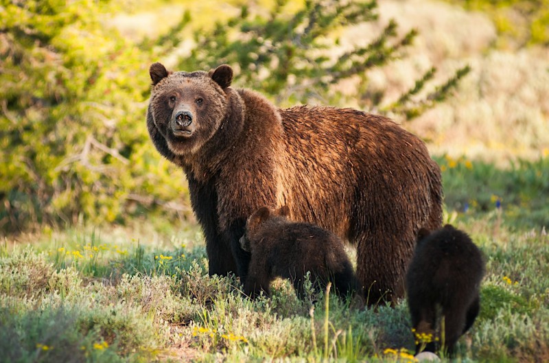 Medvěd hnědý v Rocky Mountains.