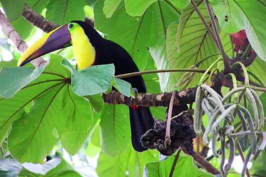 Tukan jako symbol Belize. 