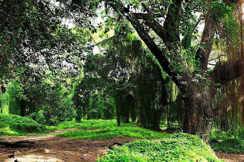 Bosque de la Habana.