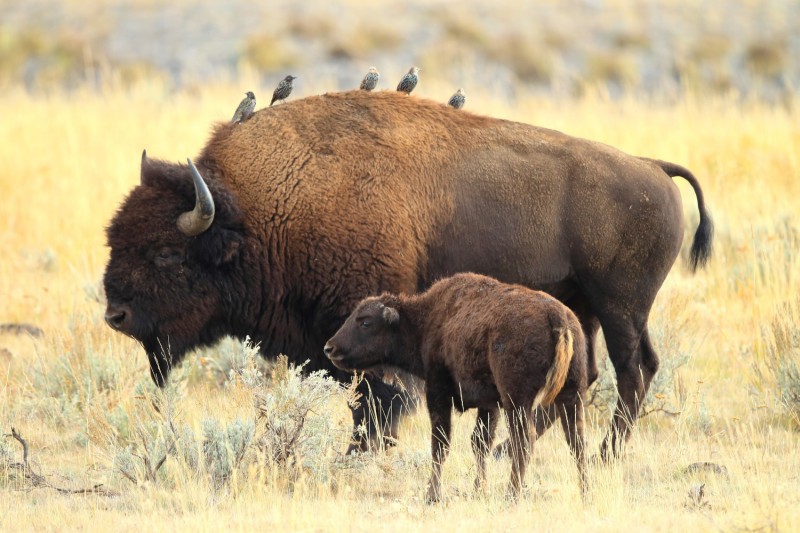 Bizoni v Lamar Valley v NP Yellowstone.