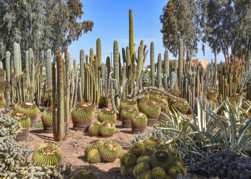 Cactus Thiemann.