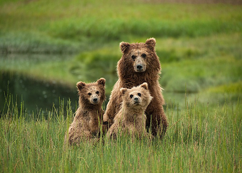 Medvědi hnědí u Anchorage.