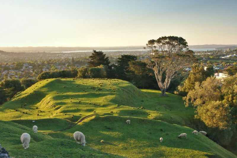 Ovce v parku Cornwall.