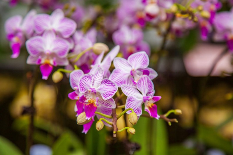 Orchidej na ostrově Lantau.