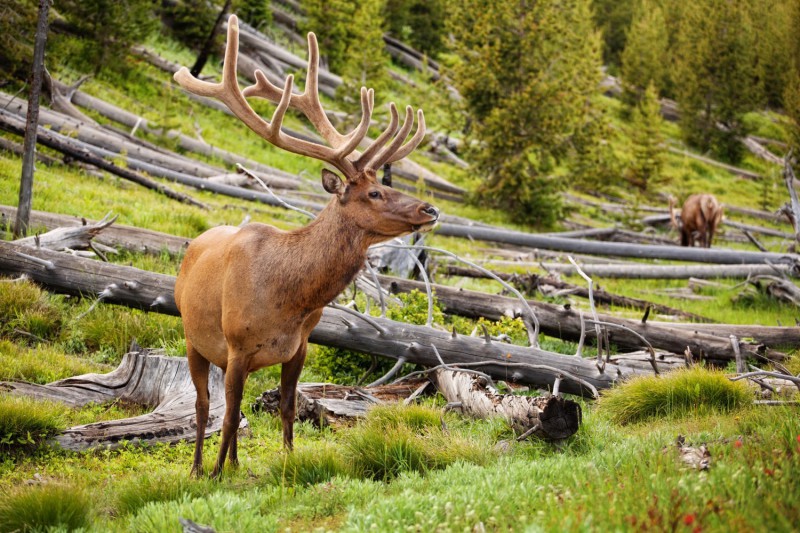 Jelen v NP Yellowstone.