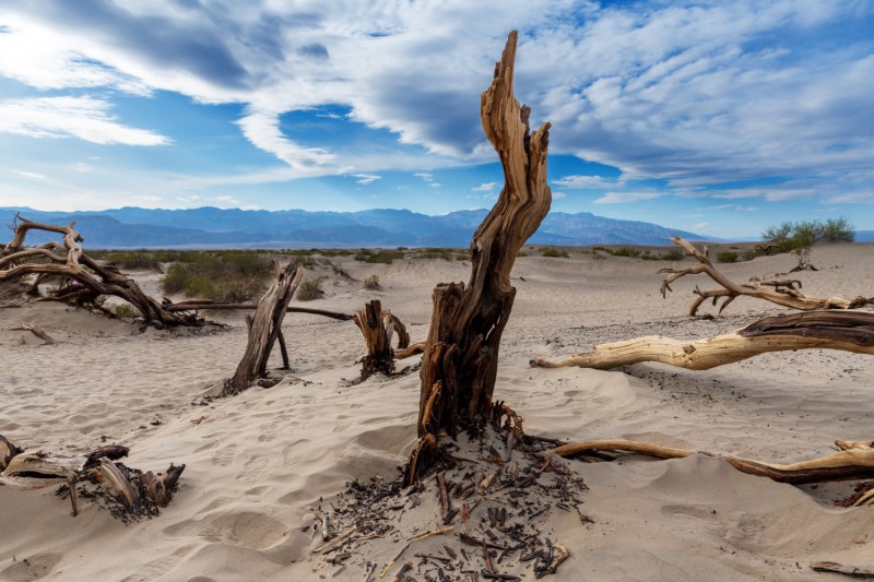Mrtvé stromy na poušti v Death Valley.