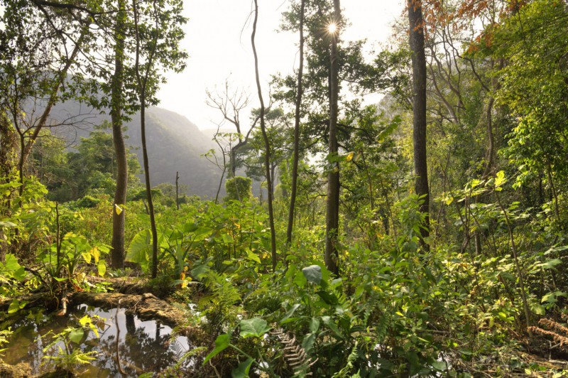 Džungle v Chiapasu.
