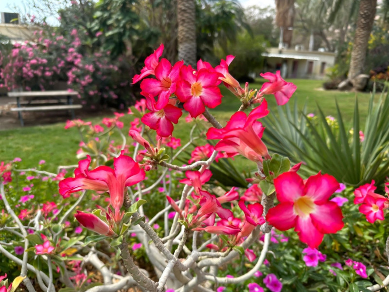 Rozkvetlé květy v botanické zahradě Ein Gedi.