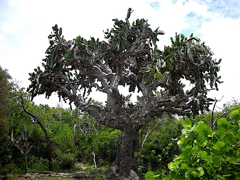 El Patriarca Cactus.