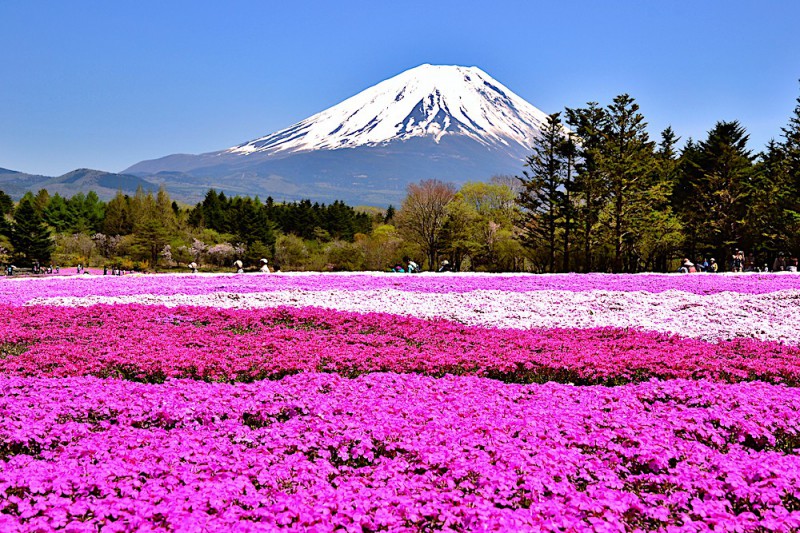 Fuji Shibazakura.