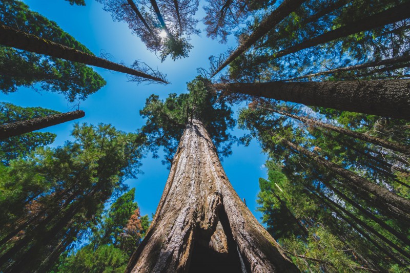 Obrovské sekvoje jako součást NP Yosemite.