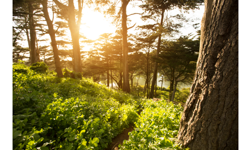 Golden Gate Park.