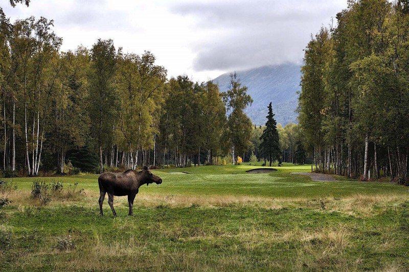 Los na golfovém hřišti v Anchorage.