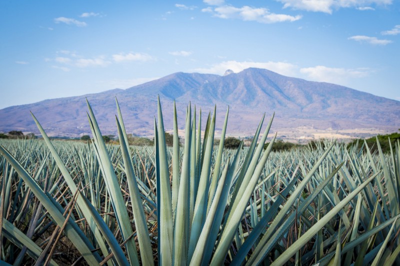 Z agave se vyrábí tequila.