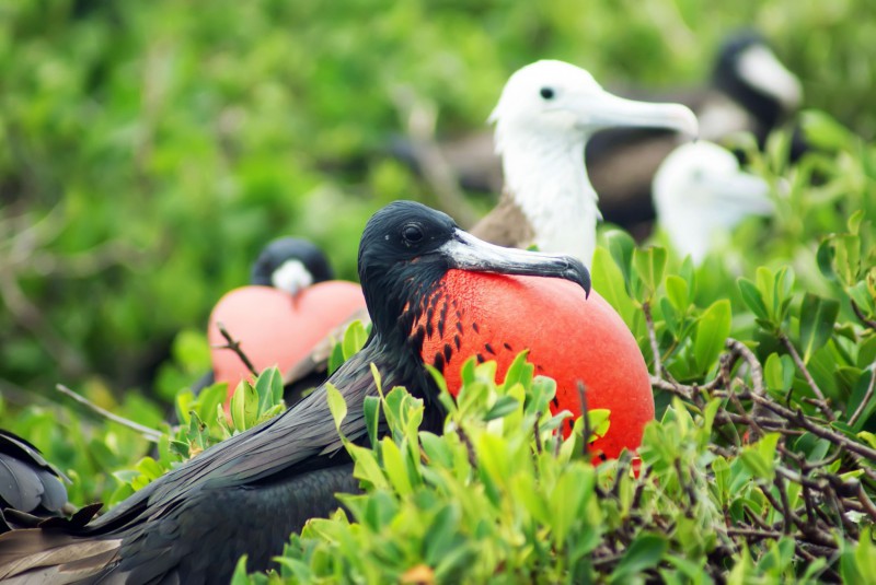 Isla Contoy, Samec fregatky.