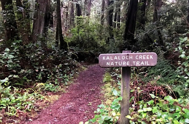 Kalaloch Creek Natural Trail.
