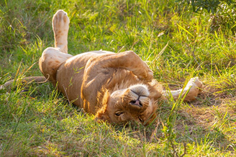 Odpočívající lev na safari.