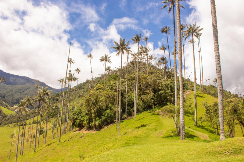 Nejvyšší palmy světa v údolí Cocora, Kolumbie. 