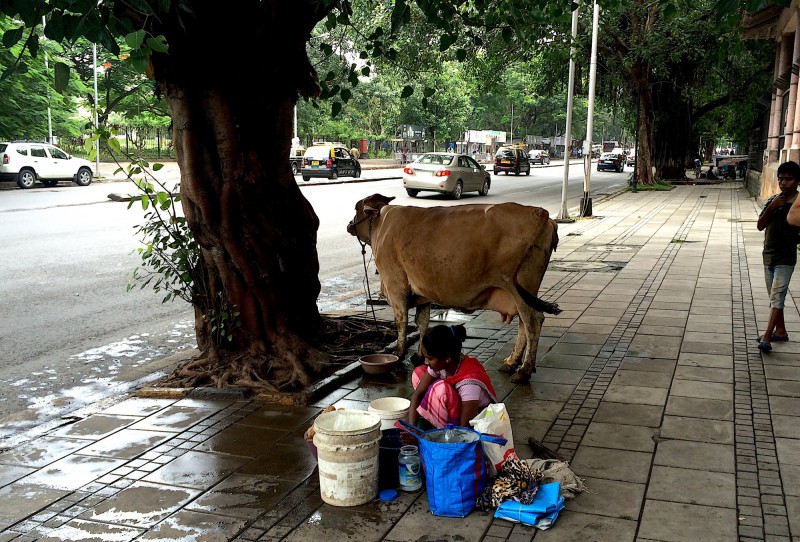 Kráva v Bombaji.