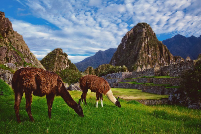 Lamy pasoucí se na Machu Picchu.