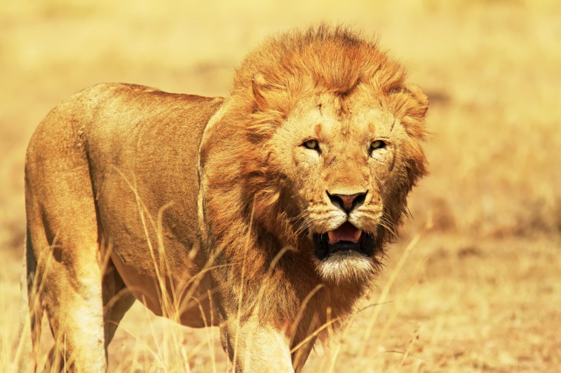 Pozorování lvů v národním parku Masai Mara v Keni.