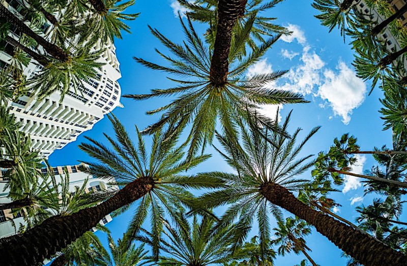 Pohled přes palmy na mrakodrapy v Miami.