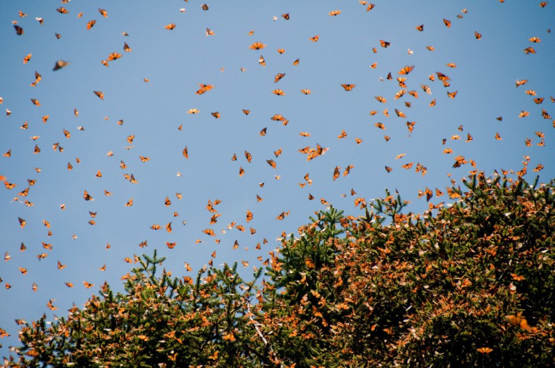 migrace velkokřídlých motýlů monarchů.