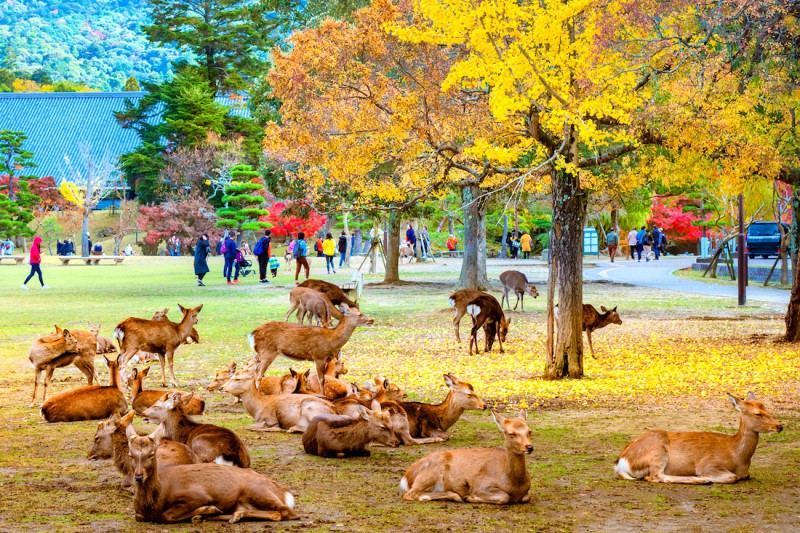 Nara Park.