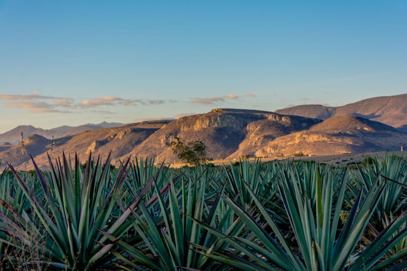 Agave na výrobu Mezcalu.