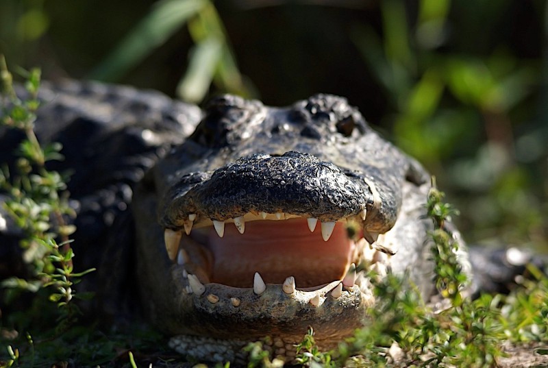 Aligátor na Floridě pŕi Orlandu.