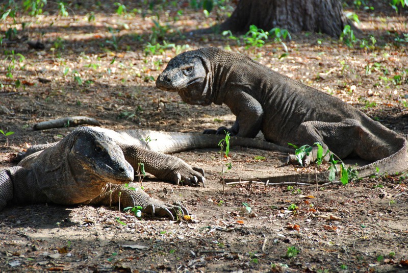 Varani na ostrově Komodo.