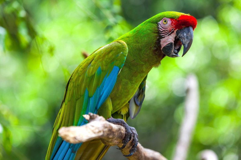Papoušek Cozumel.